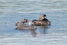 BabyPieBills-1.jpg