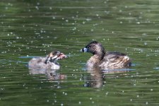 BabyPieBills-2.jpg