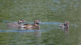BabyPieBills-3.jpg
