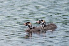 BabyPieBills-4.jpg