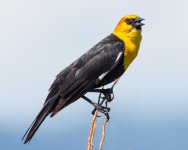 Yellowhead-1.jpg