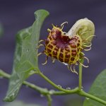 Aristolochia.jpg