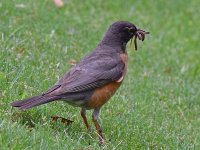 Robin.jpg