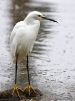 Egret2.jpg