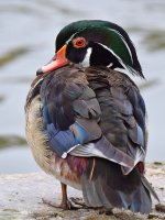 WoodDuck2.jpg
