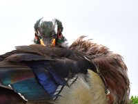 WoodDuck3.jpg