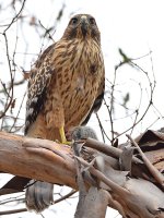 Hawk6.jpg