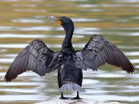 Cormorrant.jpg