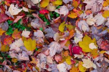 leaves.jpg