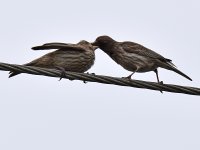 Finch3.jpg