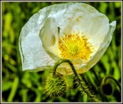 DSC_9613.jpg