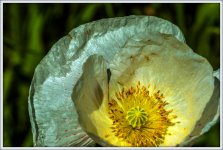 DSC_9612.jpg