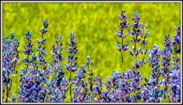 DSC_9644.jpg