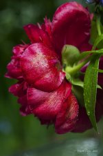 Rain on the peony.jpg