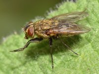 Fly.jpg