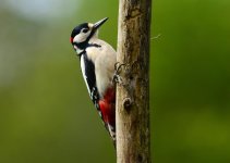 DSC_1239.jpg