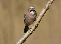 DSC_0961.jpg