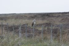 DSC_2666.jpg