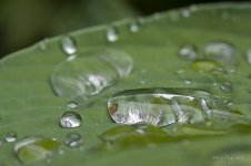 landscape in a drop.jpg