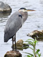 BlueHeron.jpg