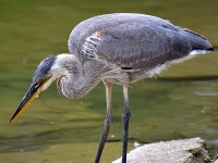 BlueHeron4.jpg