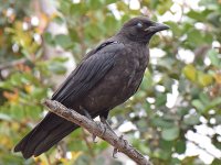 Crow3.jpg