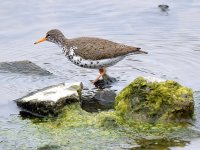 Sandpiper2.jpg