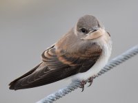 Swallow5.jpg