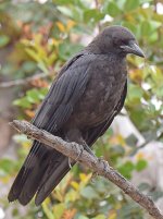 Crow4.jpg