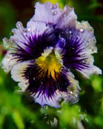 DSC_3909-PringleMarcos-0023.jpg