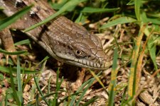 Lizard3.jpg