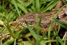 Lizard2.jpg