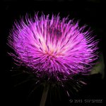 thistle-flwr-cr.jpg
