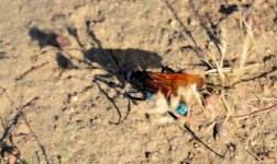 13th June 2015 012.JPG