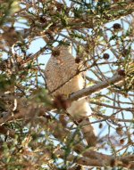 13th June 2015 047.JPG