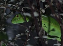 New Zealand Gecko-.jpg