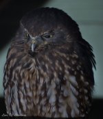 Morepork-.jpg