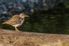White Rumped Sandpiper.jpg