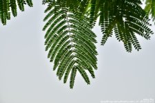 GSC_0420.jpg