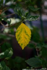 GSC_2661.jpg