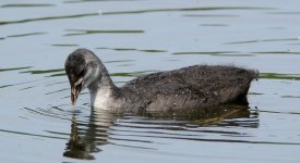 DSC_0342.jpg