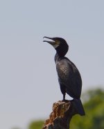 DSC_0478.jpg