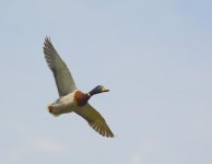 DSC_0604.jpg