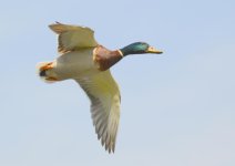 DSC_0605.jpg