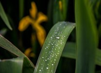 DSC_3246.jpg