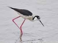 Stilt.jpg