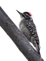 Woodpecker2.jpg