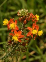 Bulbine.jpg