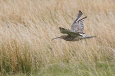 Curlew flight.jpg