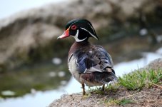 14th June 2015 006.JPG